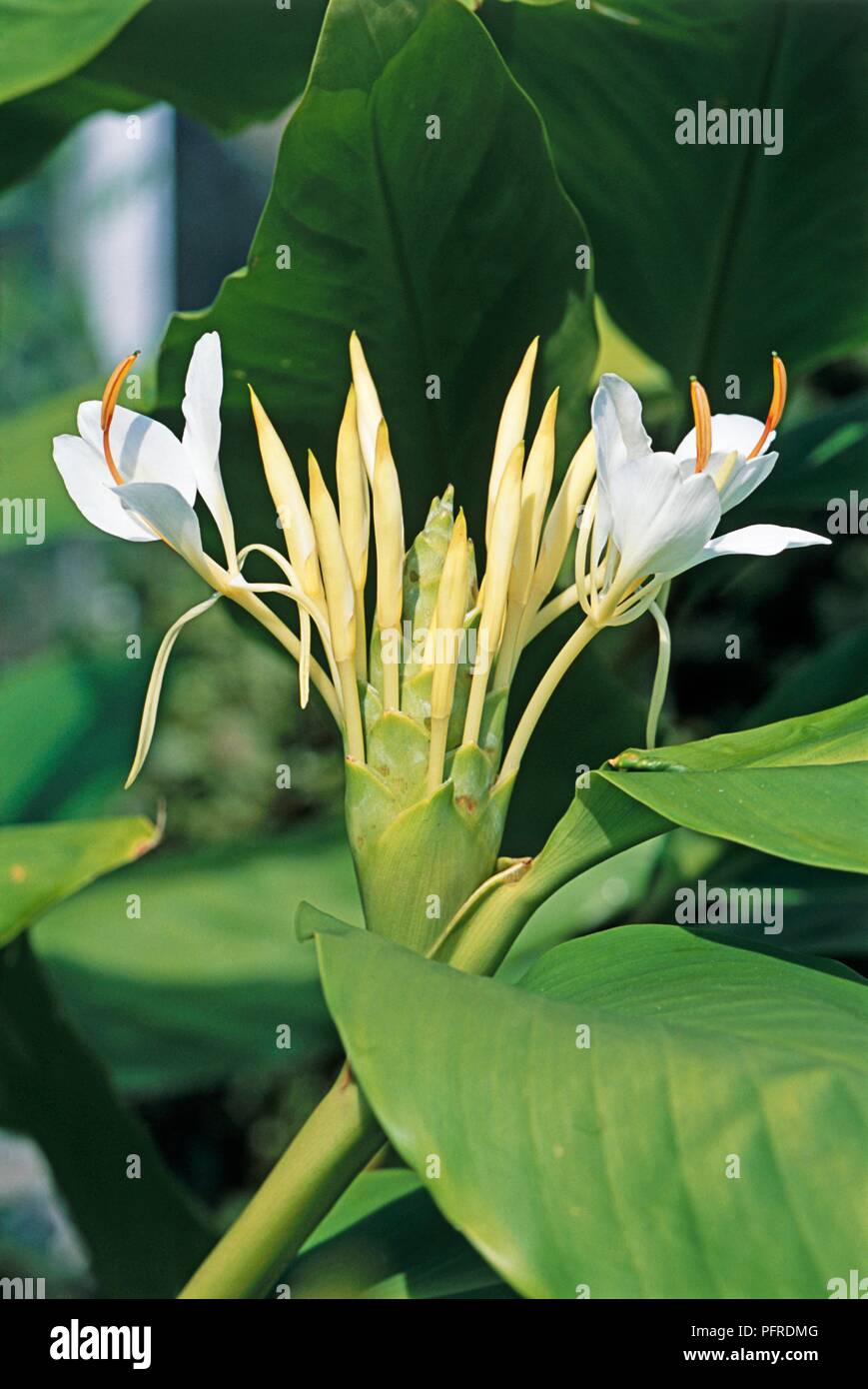 Hedychium coronarium (White ginger lily), flowers and leaves, close-up Stock Photo