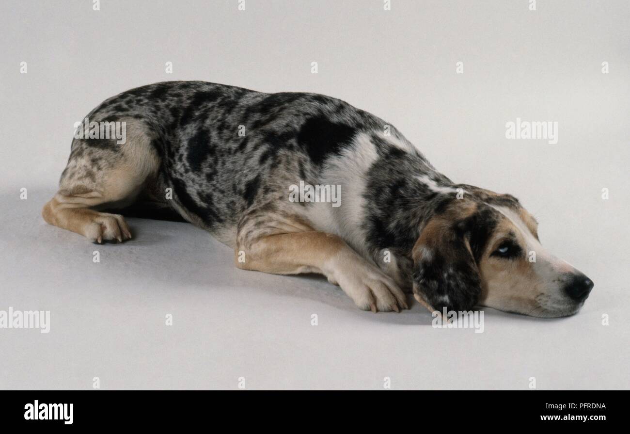 Dunker Norwegian Hound Lying Down Stock Photo Alamy