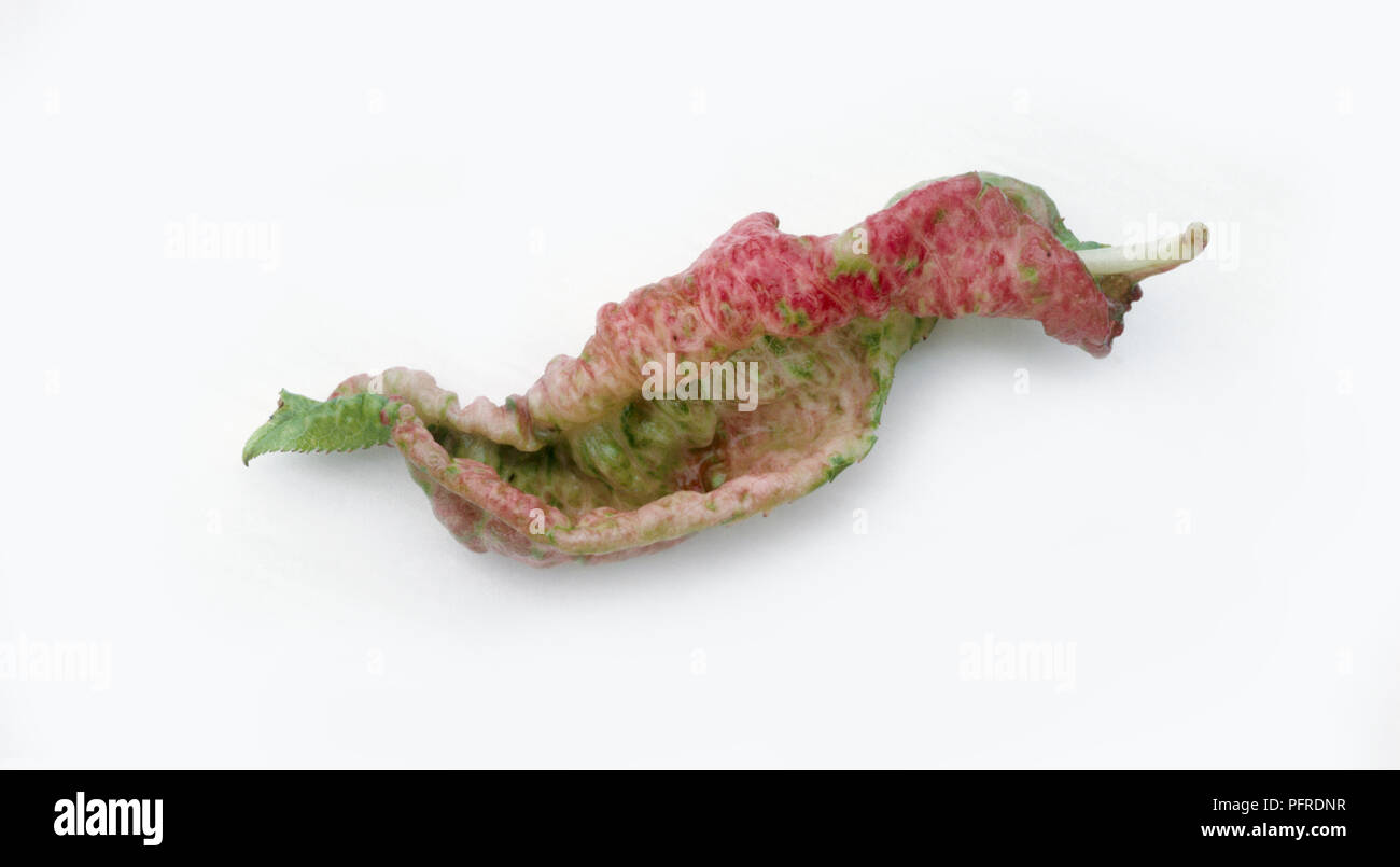 Peach leaf curl caused by the fungus Taphrina deformans Stock Photo