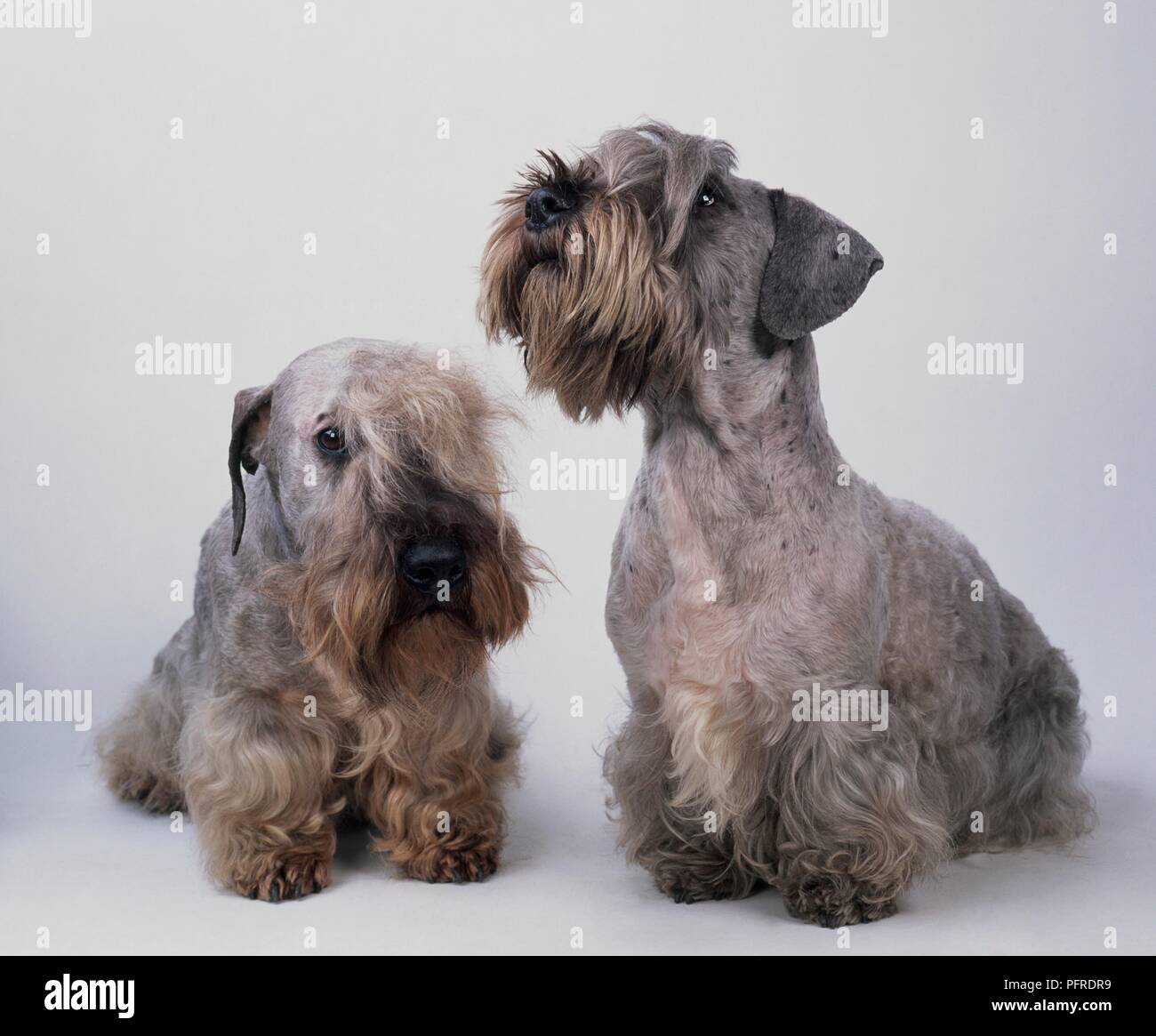Cesky Terrier High Resolution Stock Photography And Images Alamy