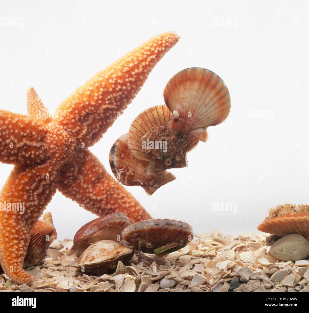 Starfish in fish tank with scallops and broken shells on base Stock