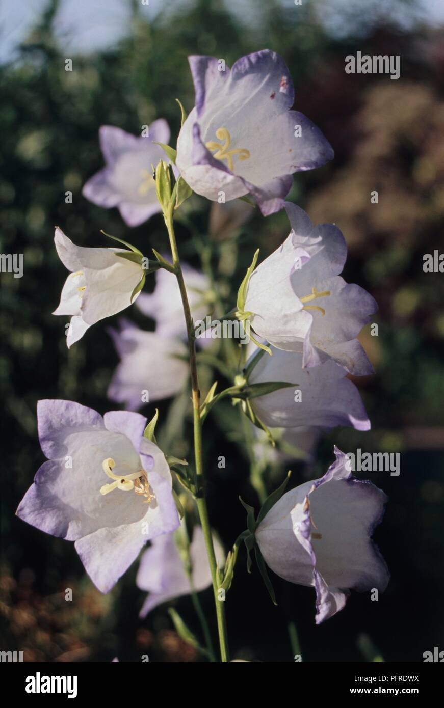 Campanula persicifolia 'Chettle Charm' with white flowers, purple at edges, on long stem, close-up Stock Photo
