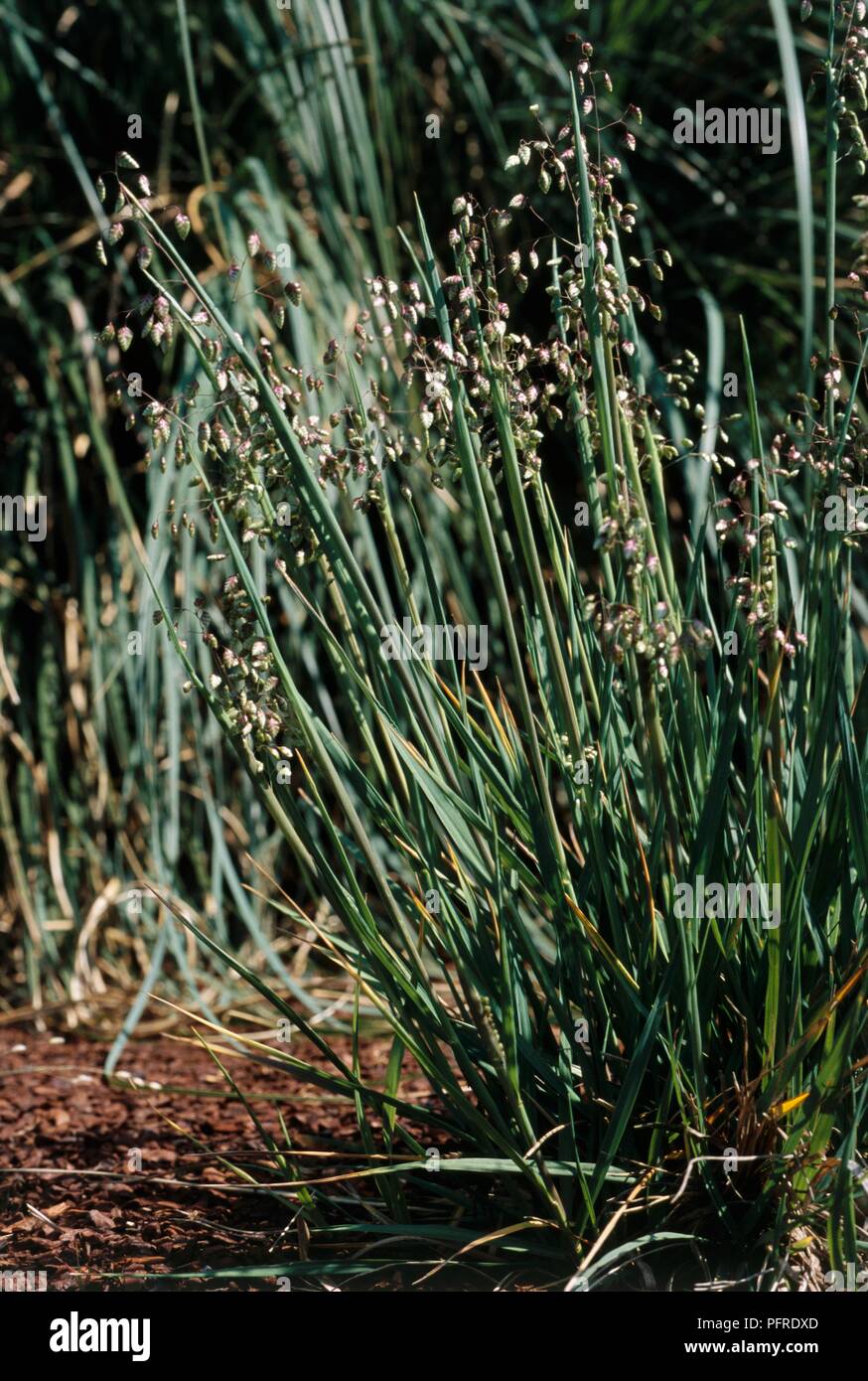 Briza media (Quaking-Grass) perennial grass on tall green stems Stock Photo