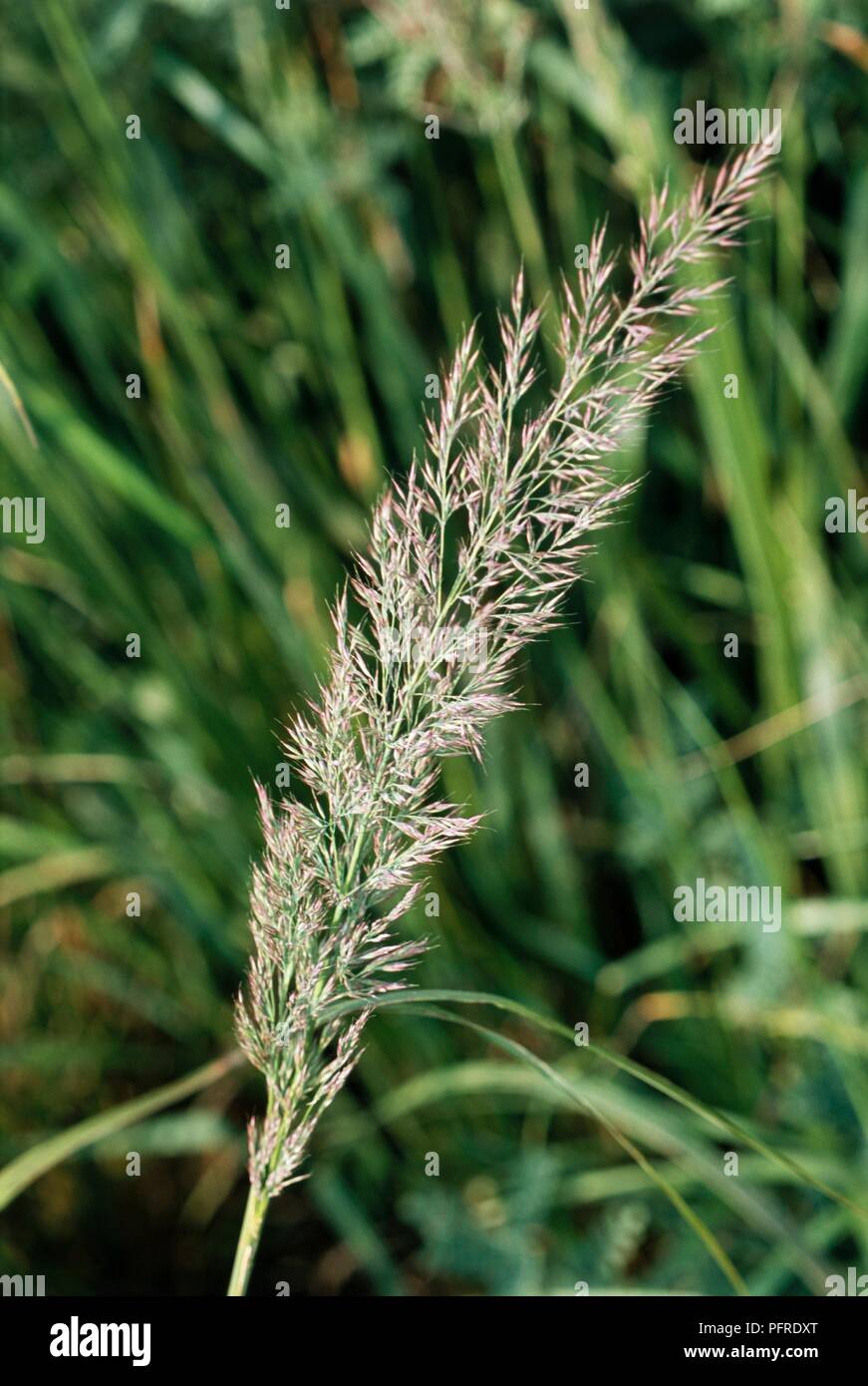Calamagrostis brachytricha (Korean Feather Reed Grass), flowers on end