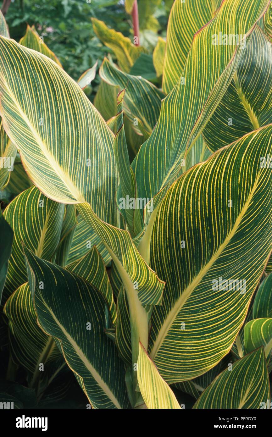 Canna 'Striata' with large, upright yellow and green striped leaves Stock Photo