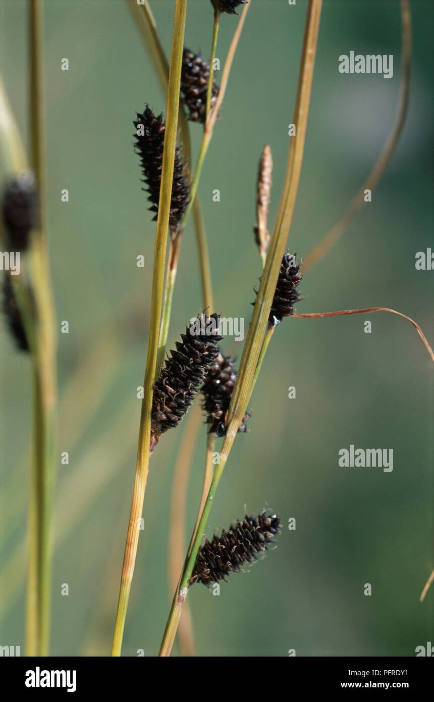 Carex dipsacea (Autumn Sedge) with dark brown flowers on tall green blades, close-up Stock Photo