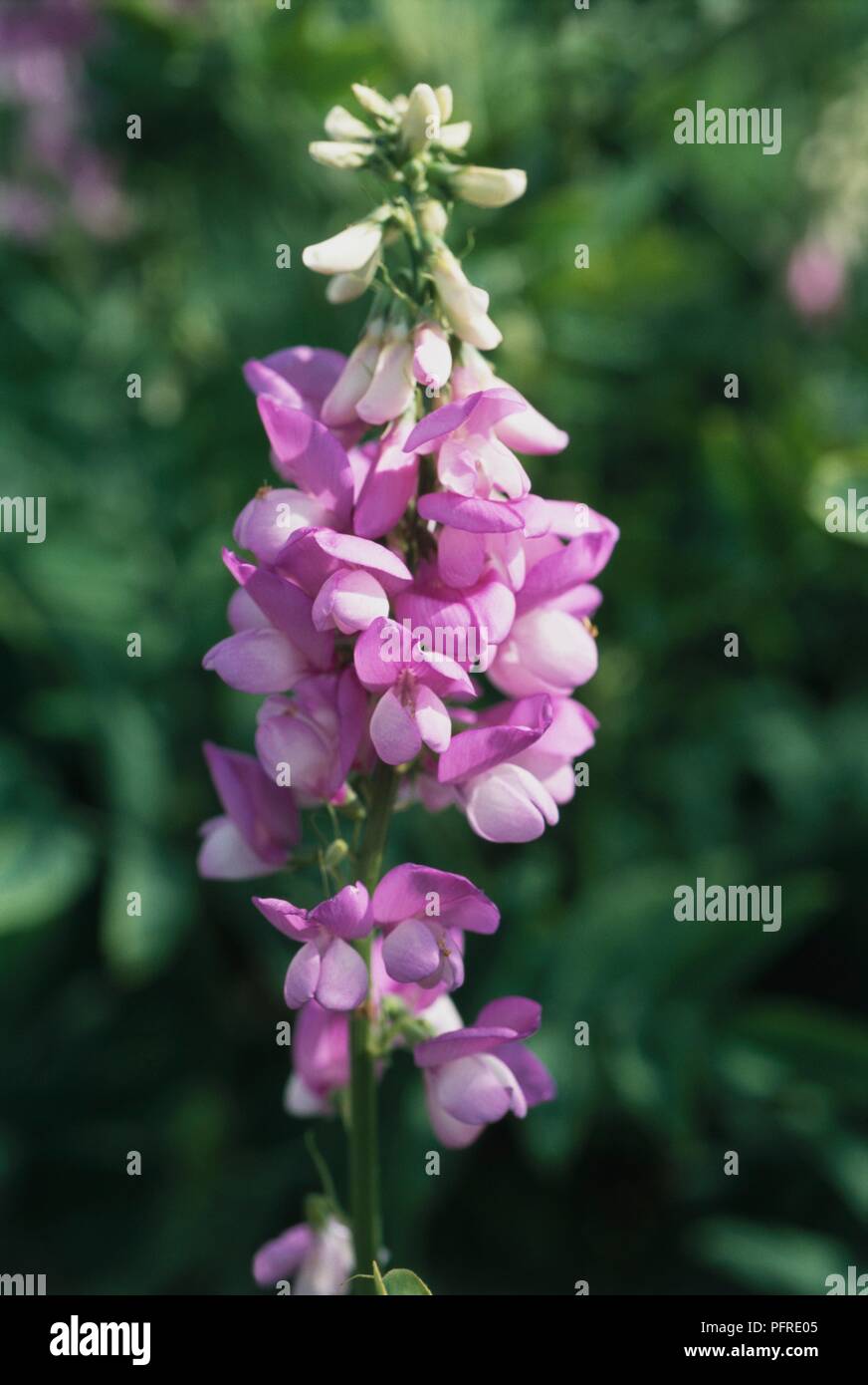 Galega 'His Majesty' with pink flowers and white buds on long stem, close-up Stock Photo