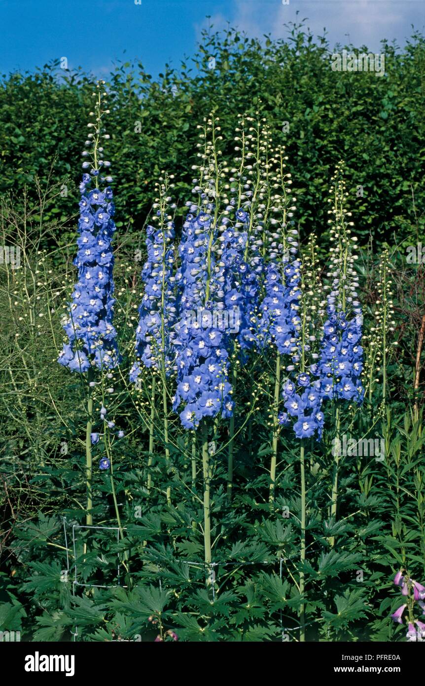 Delphinium 'Clifford Sky' with clusters of blue flowers and buds on tall stems Stock Photo