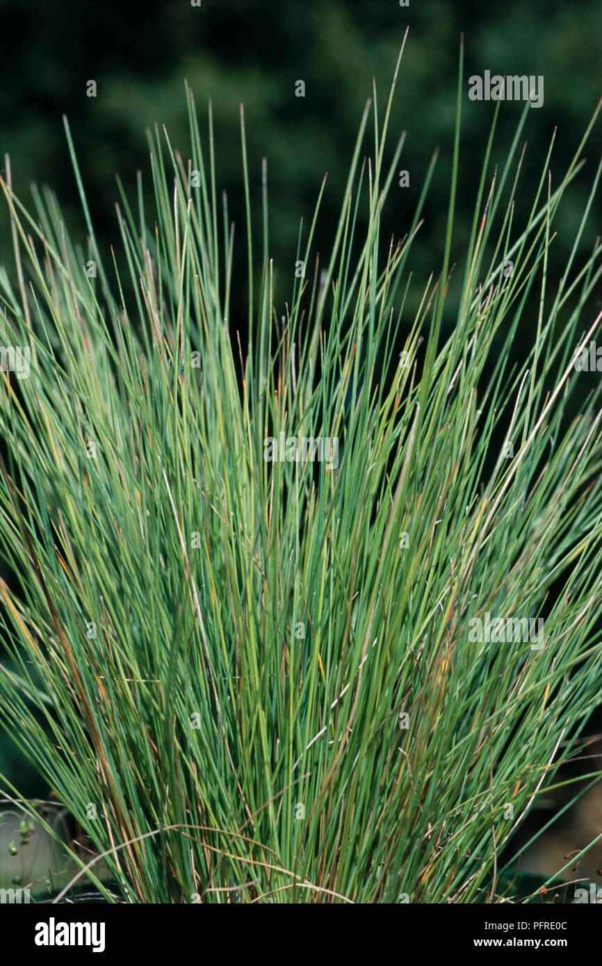 Festuca amethystina, clump-forming grass with long, upright green blades Stock Photo