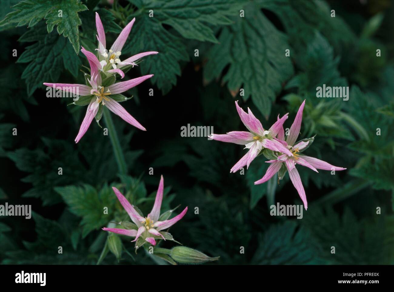 Geranium x oxonianum f. thurstonianum 'Sherwood' with pink star-shaped  flowers and dark green leaves Stock Photo - Alamy