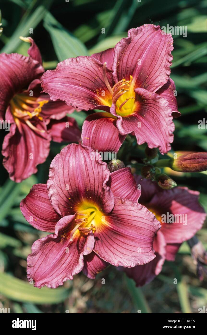 Hemerocallis 'Little Grapette' (Daylily) with vein-striped pink flowers, yellow at centre Stock Photo