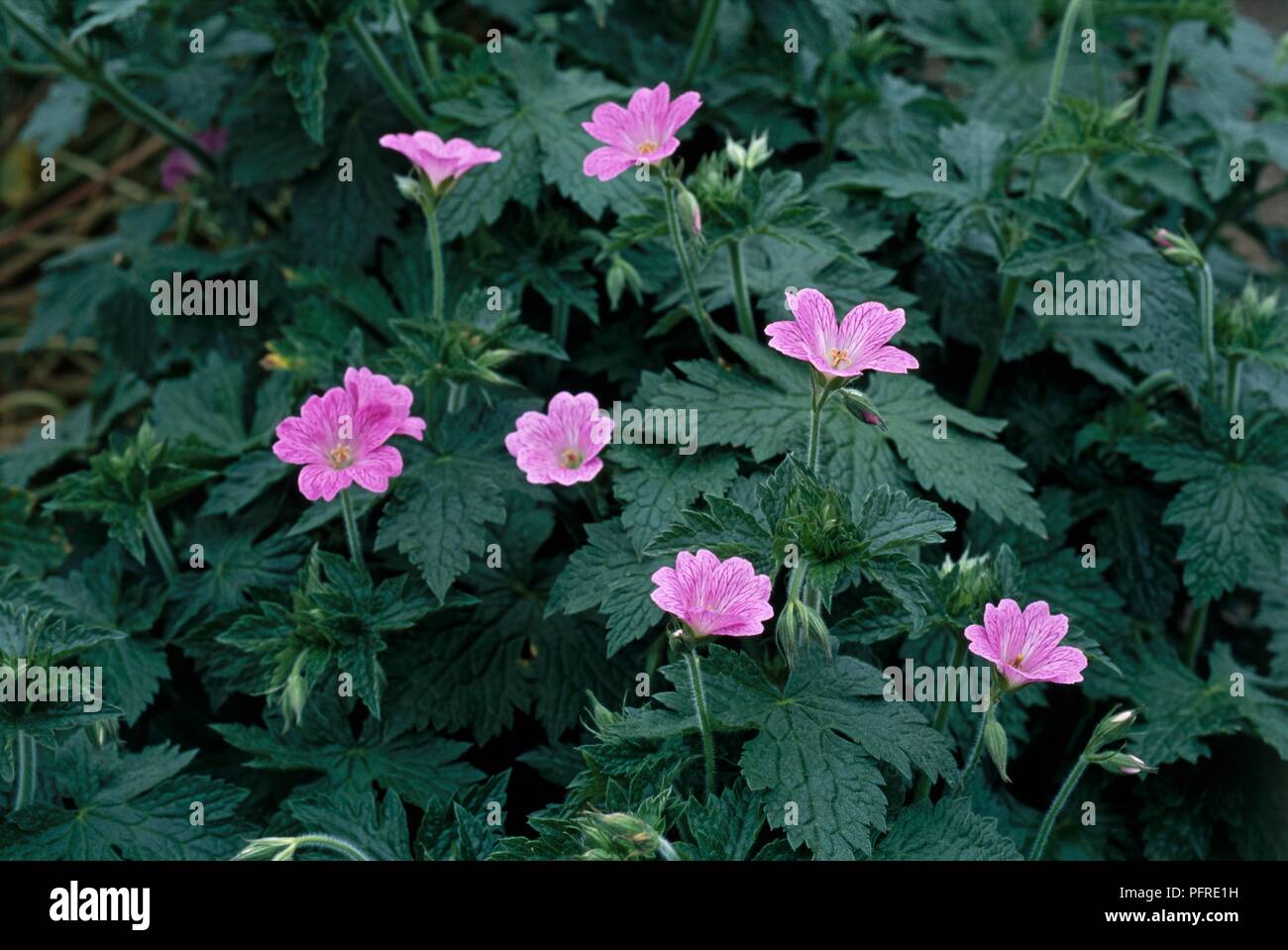 Geranium x oxonianum 'Claridge Druce' with dark pink flowers and leaves Stock Photo