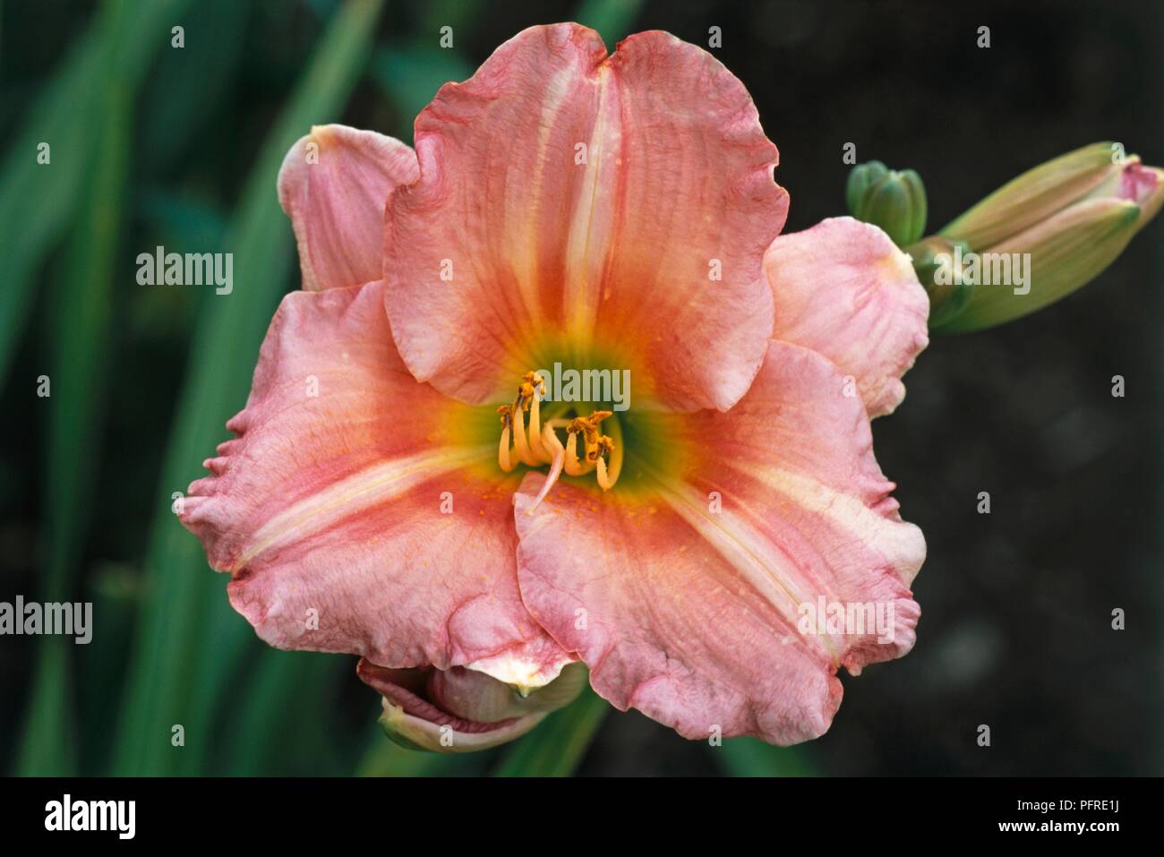 The chorus line hires stock photography and images Alamy