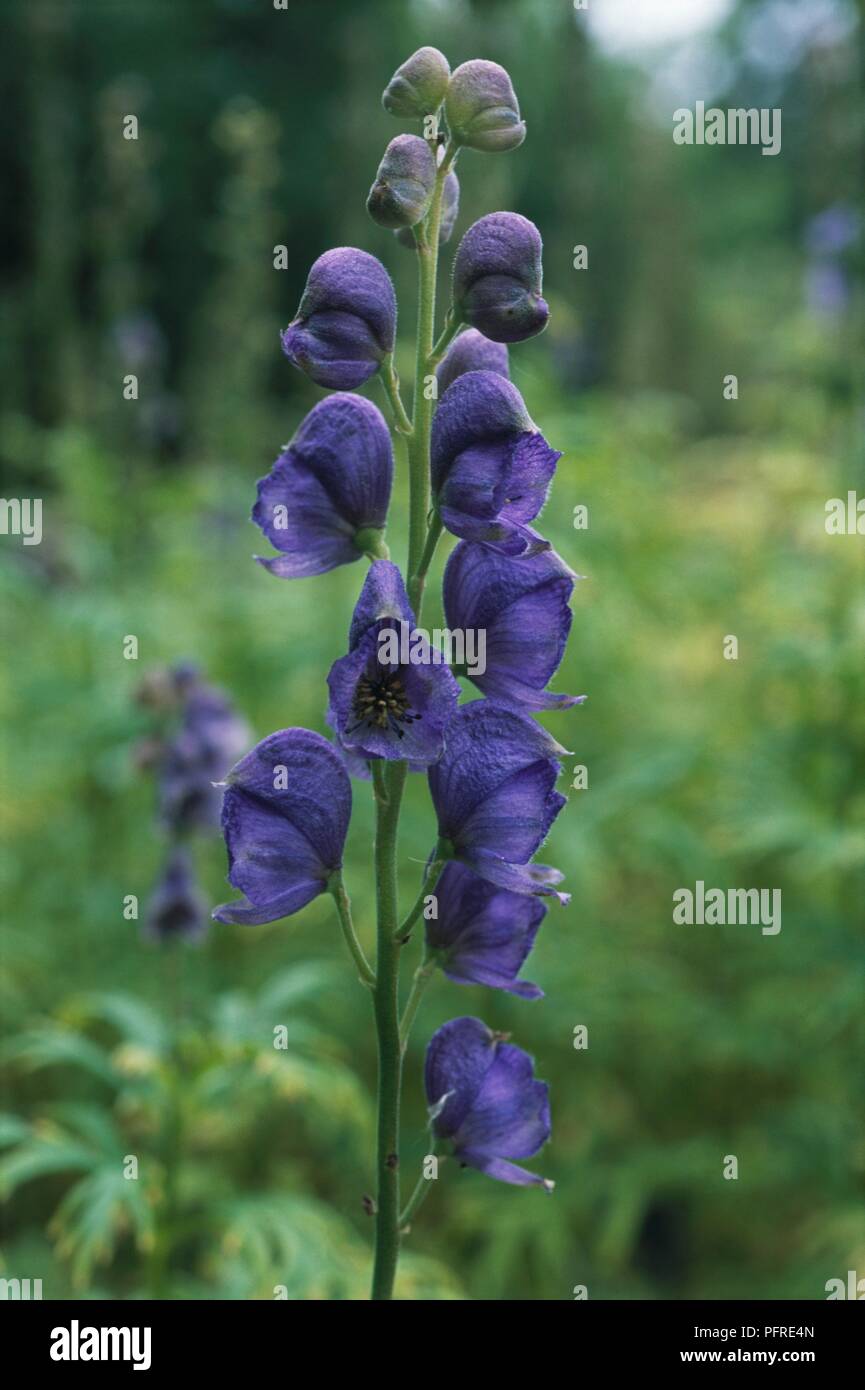 Aconitum napellus (Aconite, Monkshood), raceme of purple-blue flowers, close-up Stock Photo