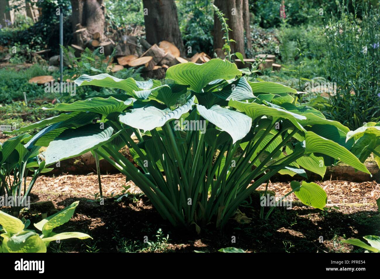 Hosta 'Blue Angel' with large green leaves on upright stems growing from centre Stock Photo