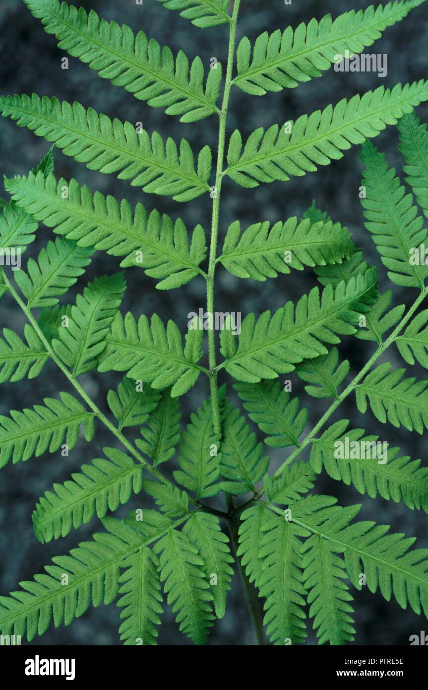 Pteris wallichiana (Brake) fern with palmate green leaves on long stems Stock Photo