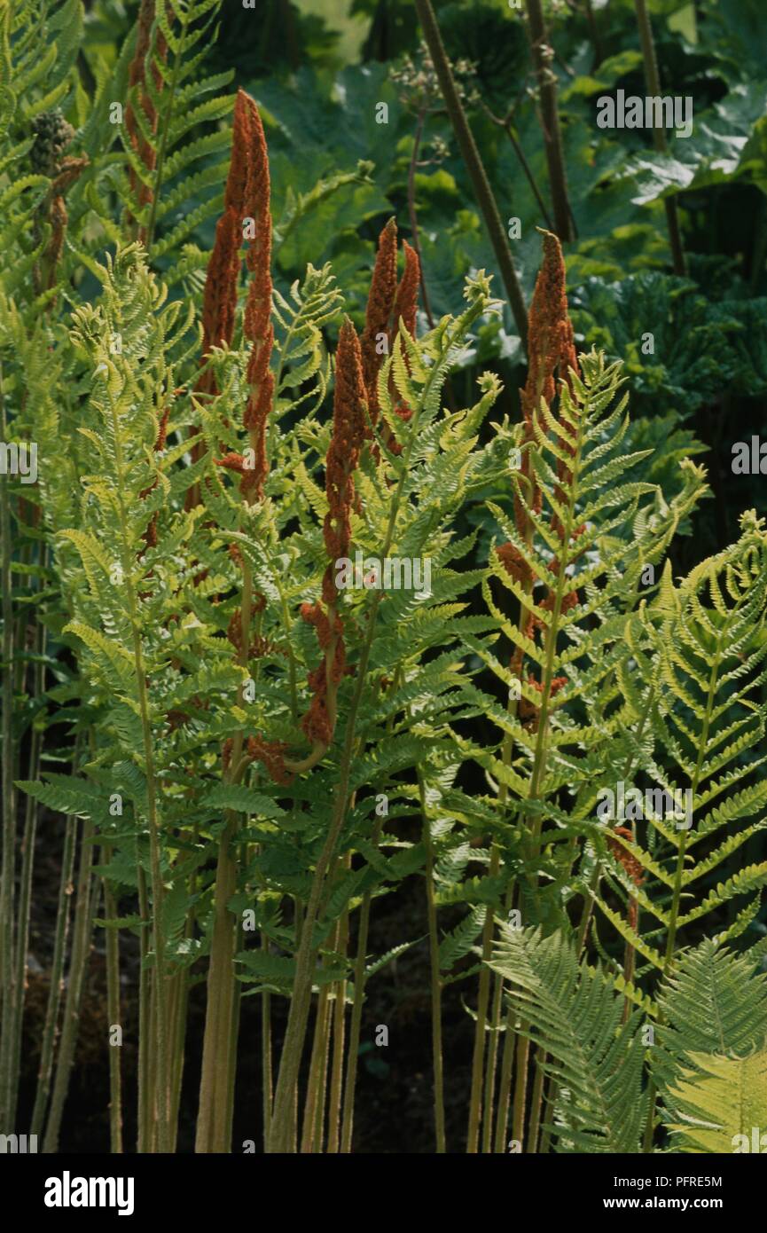Osmunda cinnamomea (Cinnamon Fern) with pinnate fronds and long spore-bearing stems Stock Photo