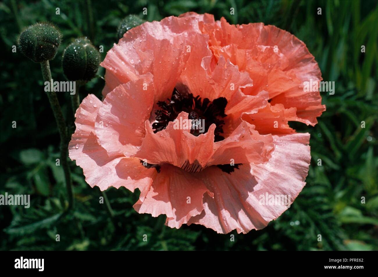 Papaver orientale 'Khedive' with coral pink flower with black at centre Stock Photo