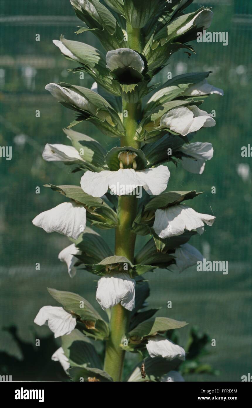 Acanthus mollis Latifolius Group 'Rue Ledau', close-up on flowerhead Stock Photo