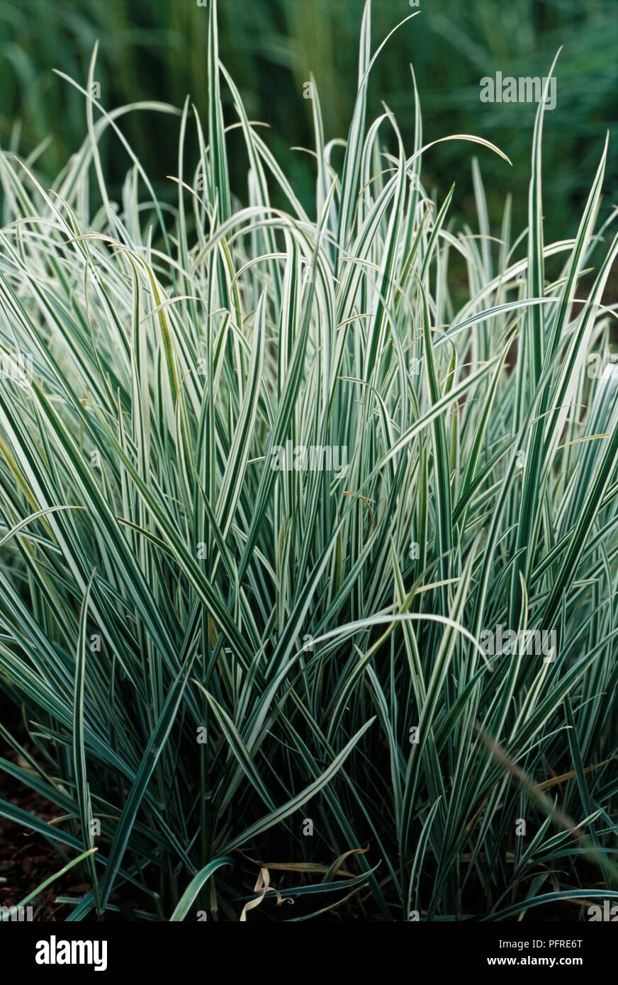 Arrhenatherum elatius var. bulbosum 'Variegatum' (False oat-grass) Stock Photo