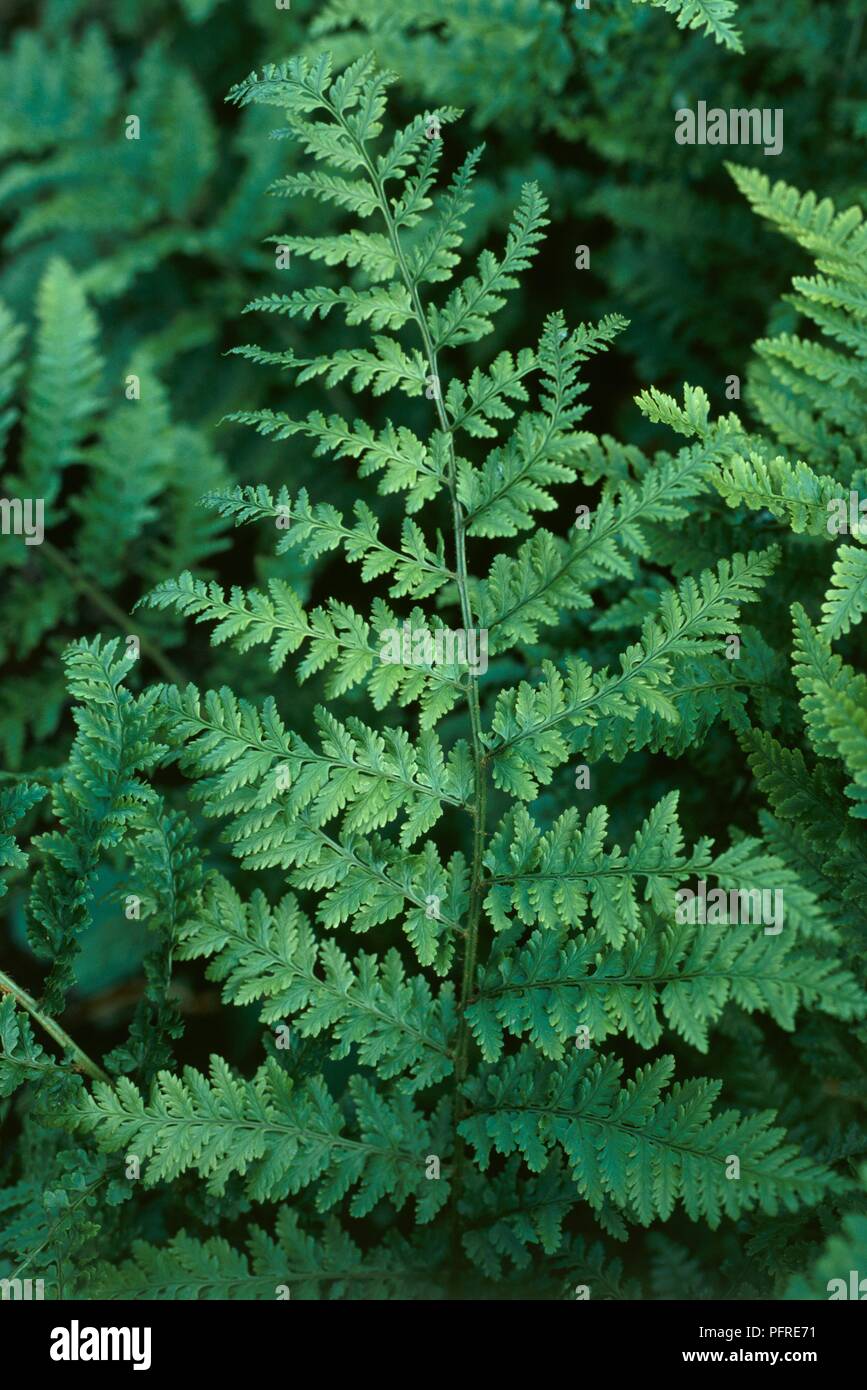 Athyrium filix-Femina 'Hollandae' (Lady fern) leaves, close-up Stock Photo