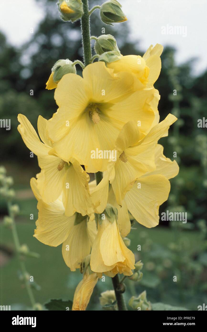 Yellow flowers of Alcea rugosa (Hollyhock), close-up Stock Photo