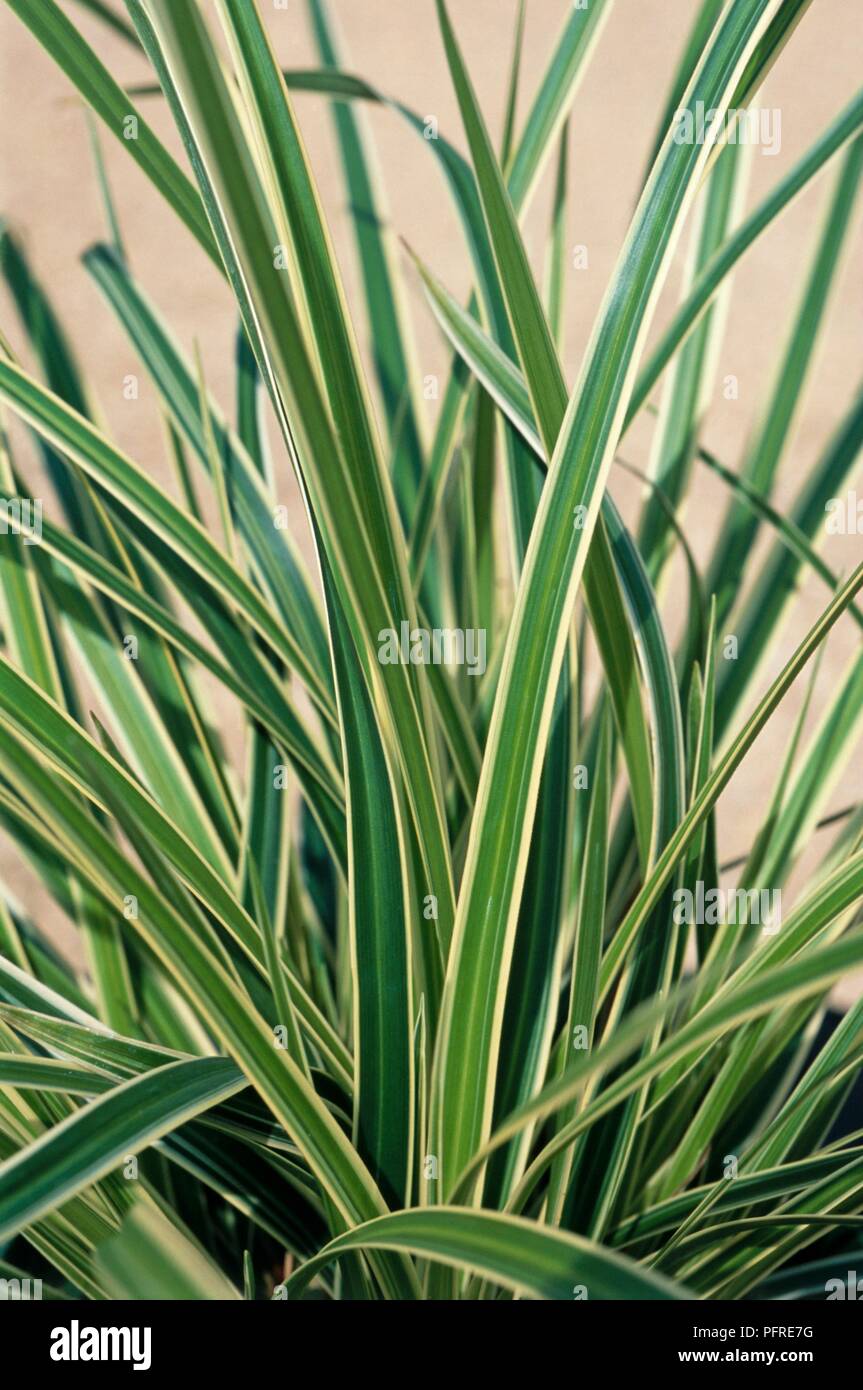 Carex morrowii 'Fishers Form', close-up on leaves Stock Photo