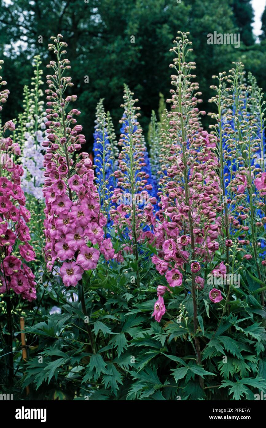 Tall purple delphinium hi-res stock photography and images - Alamy