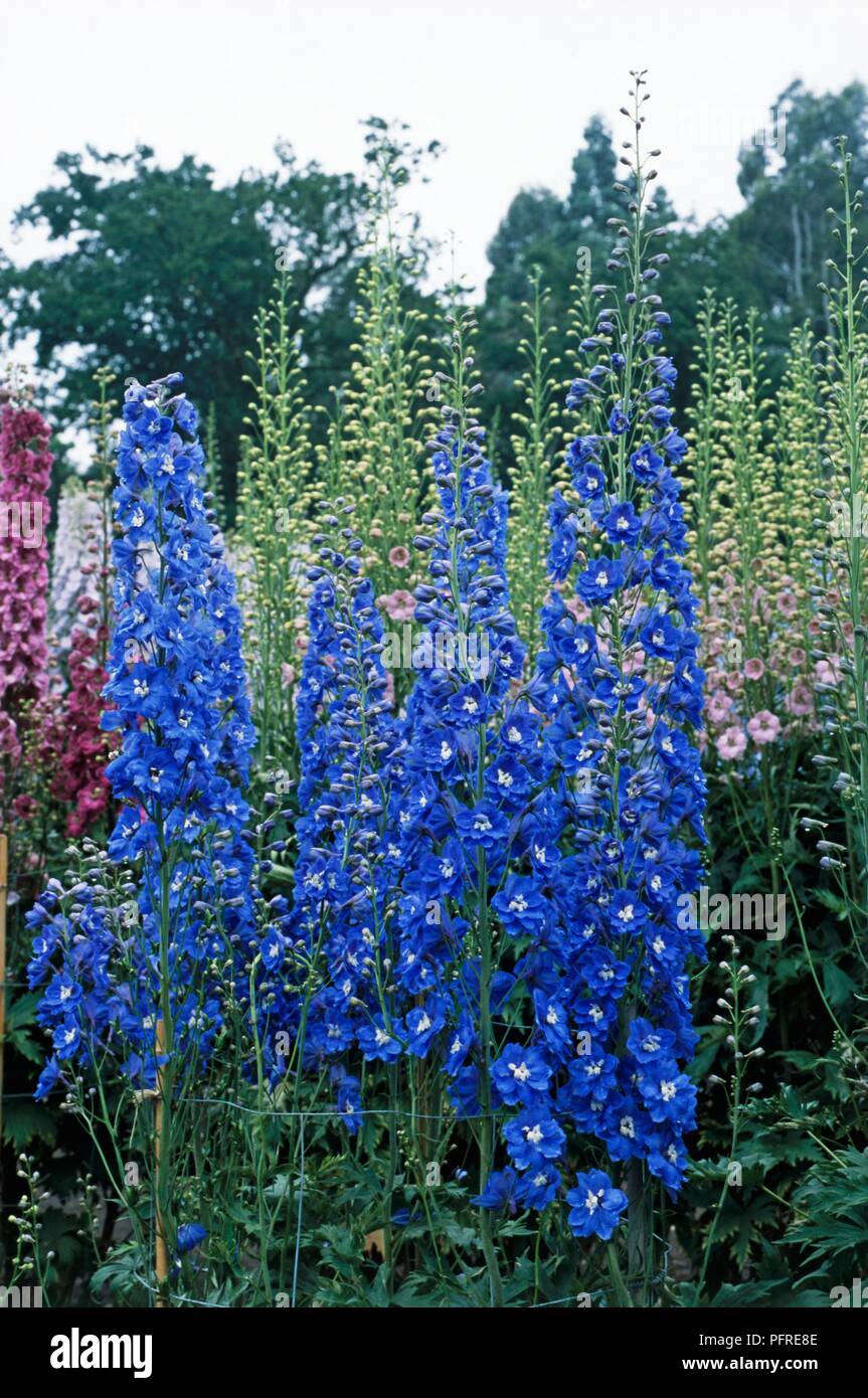 Delphinium &ldquo;Blue Nile Stock Photo - Alamy