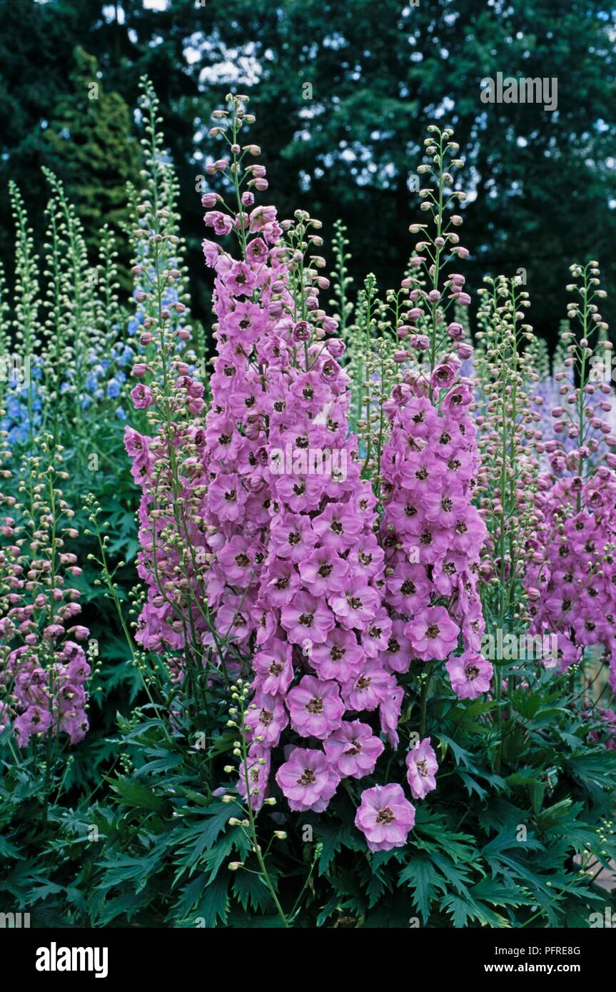 Delphinium