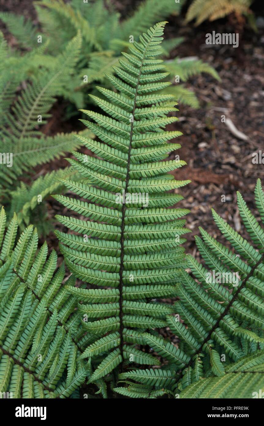 Dryopteris wallichiana (Wood fern), close-up Stock Photo