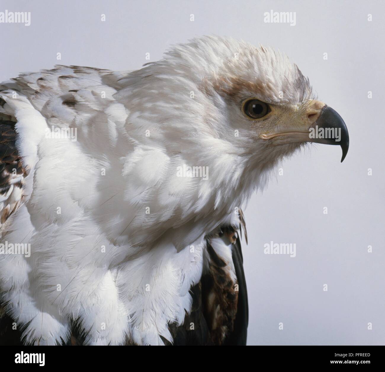 White head of eagle hi-res stock photography and images - Alamy