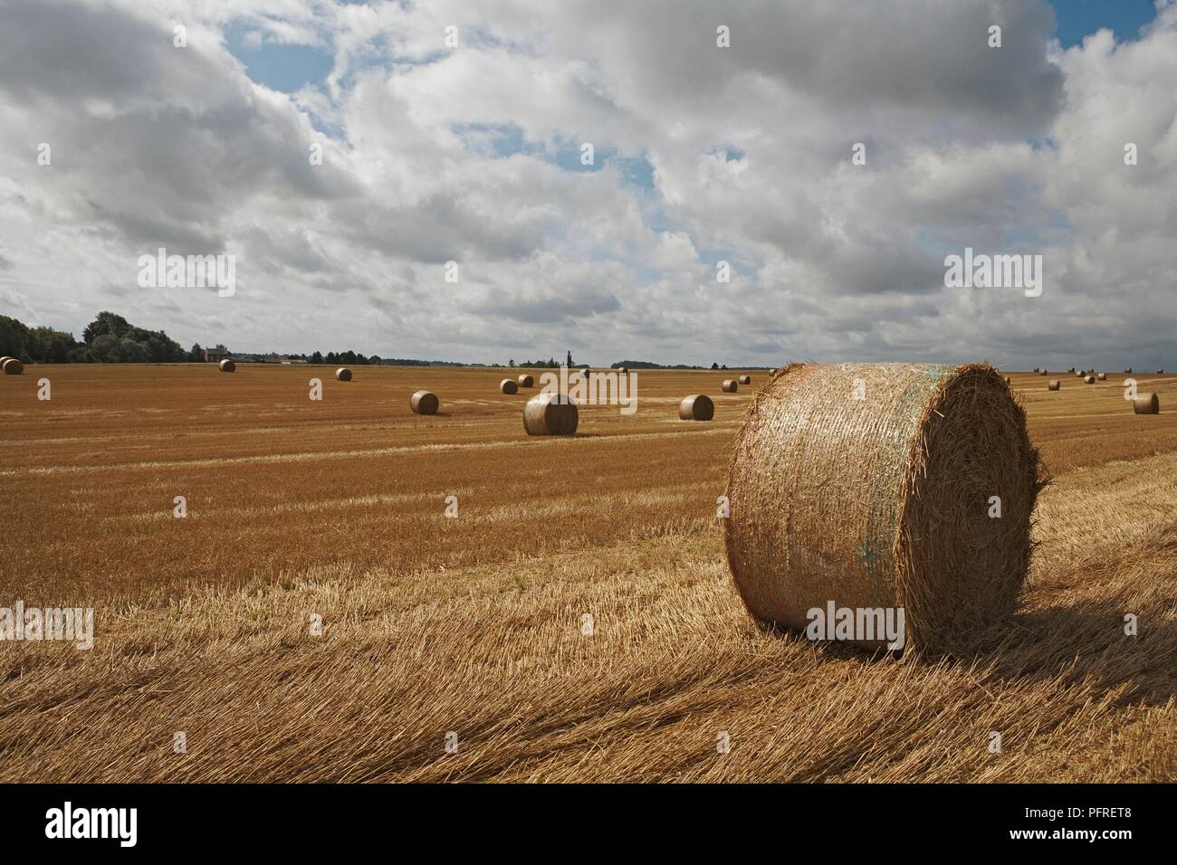 Belgium, circular bales in field Stock Photo