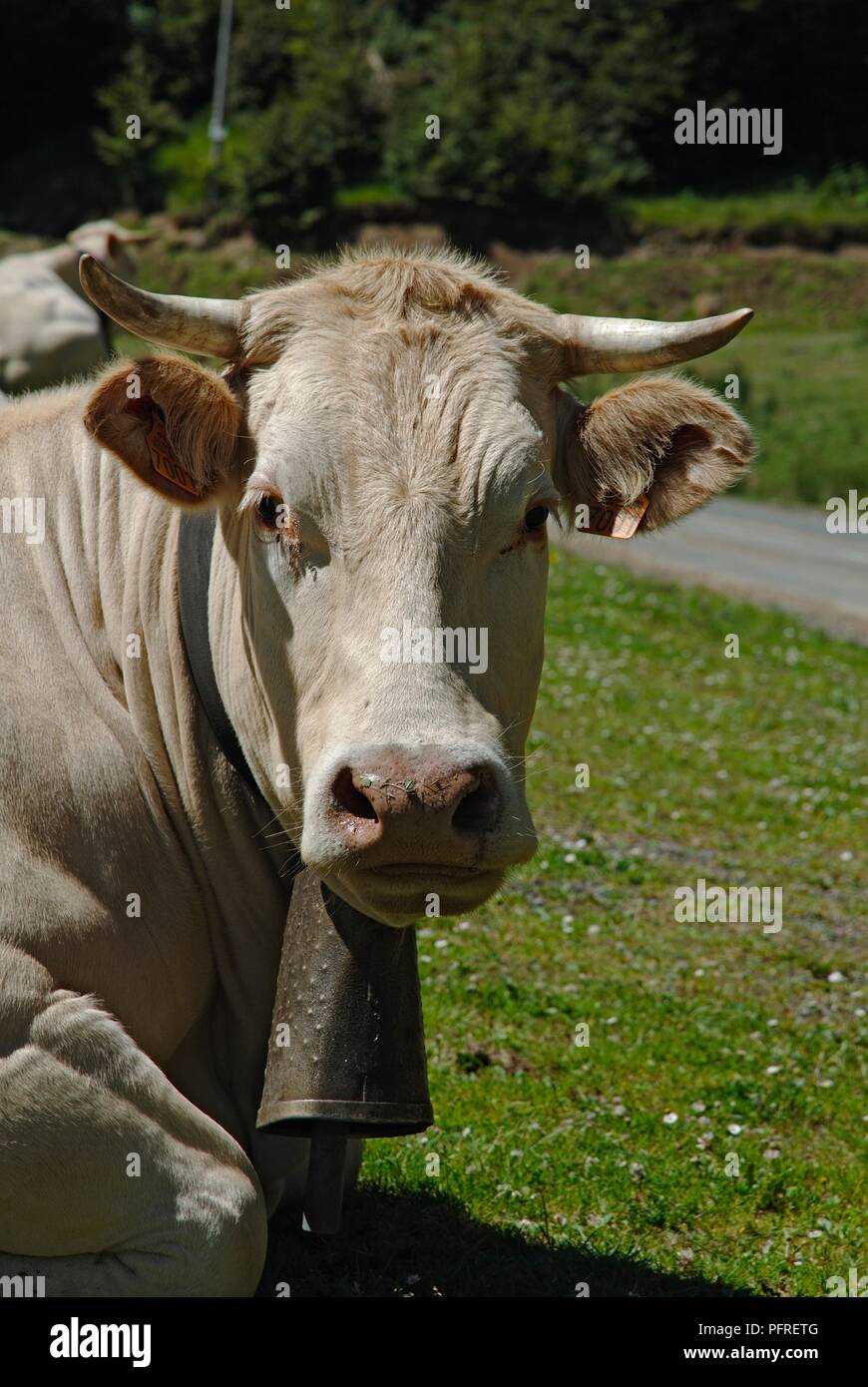 Cow Lying Road High Resolution Stock Photography and Images - Alamy