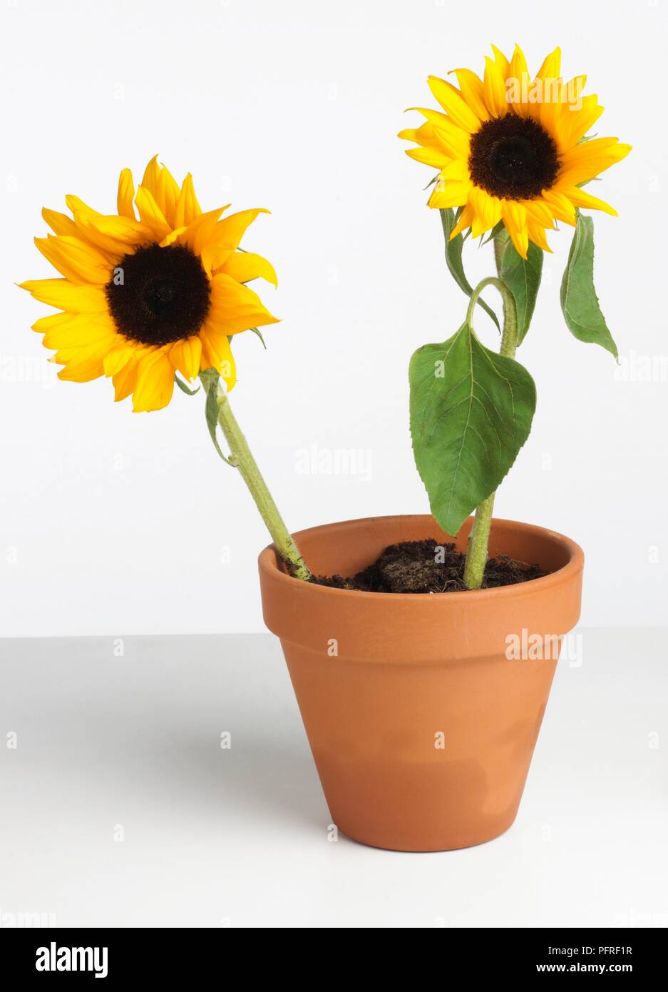 Two sunflowers in plant pot Stock Photo