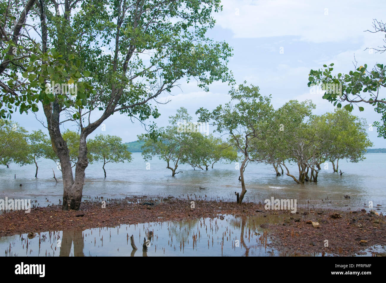 Thailand, Ko Lanta, mangroves Stock Photo