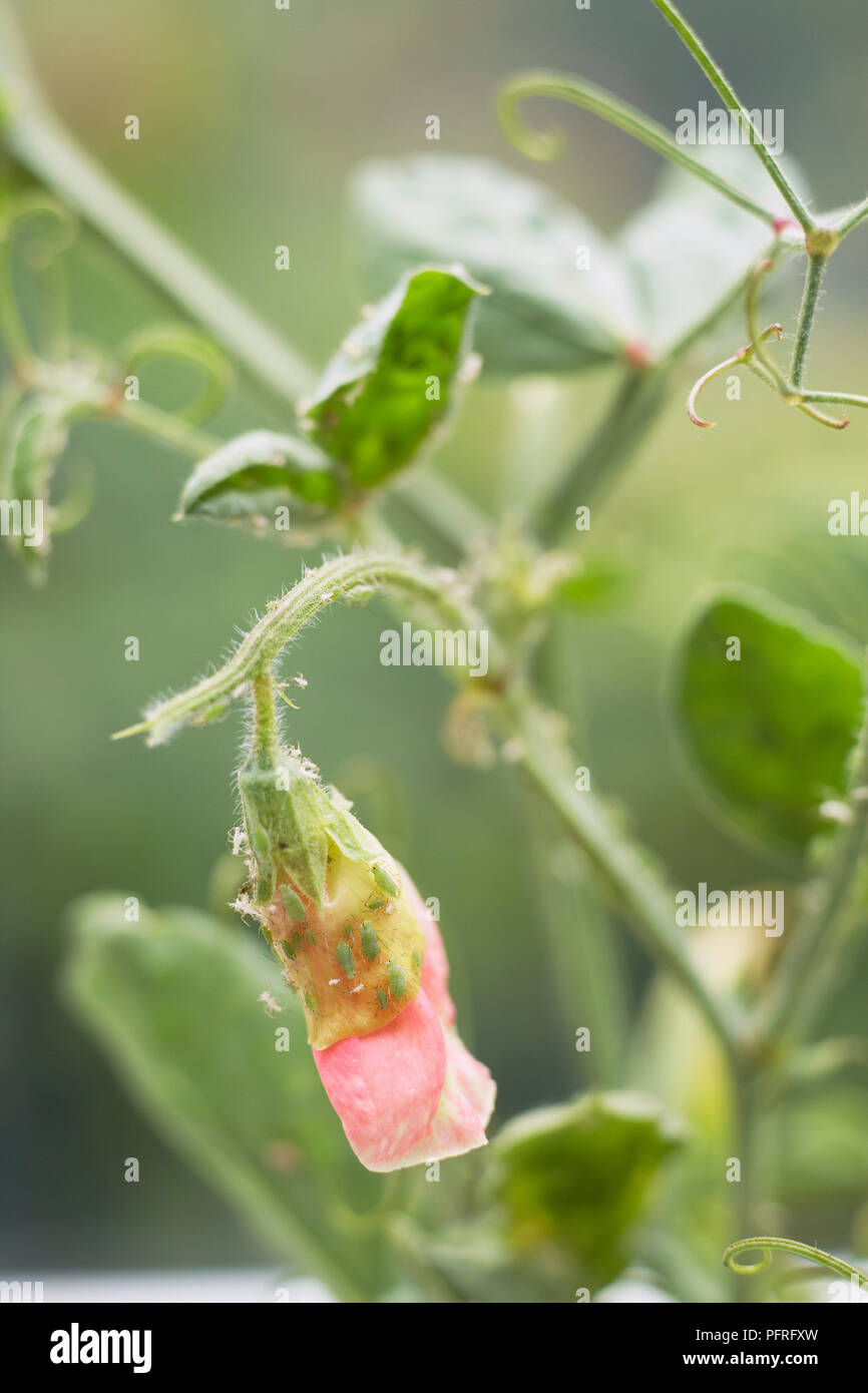 Lathyrus odoratus (Sweet pea) plant damaged by aphids, close-up Stock Photo