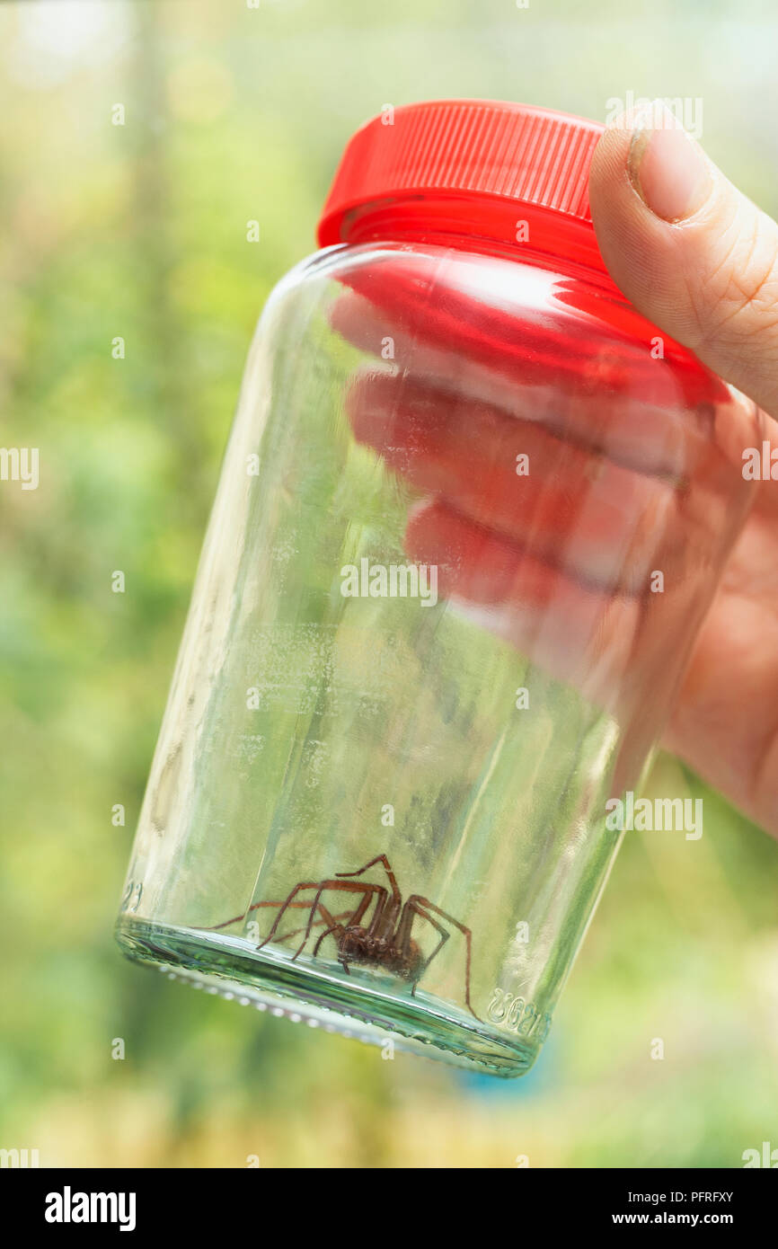 Spider In Jar Spider house jar hi-res stock photography and images - Alamy