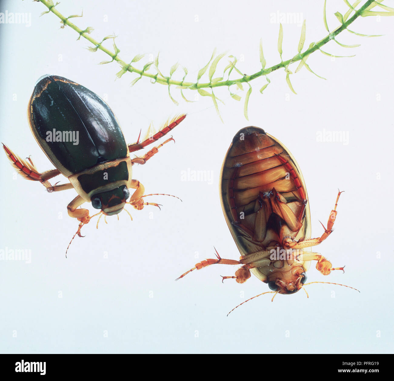 Two Great Diving Beetles (Dytiscus Marginalis) in water, close-up Stock Photo