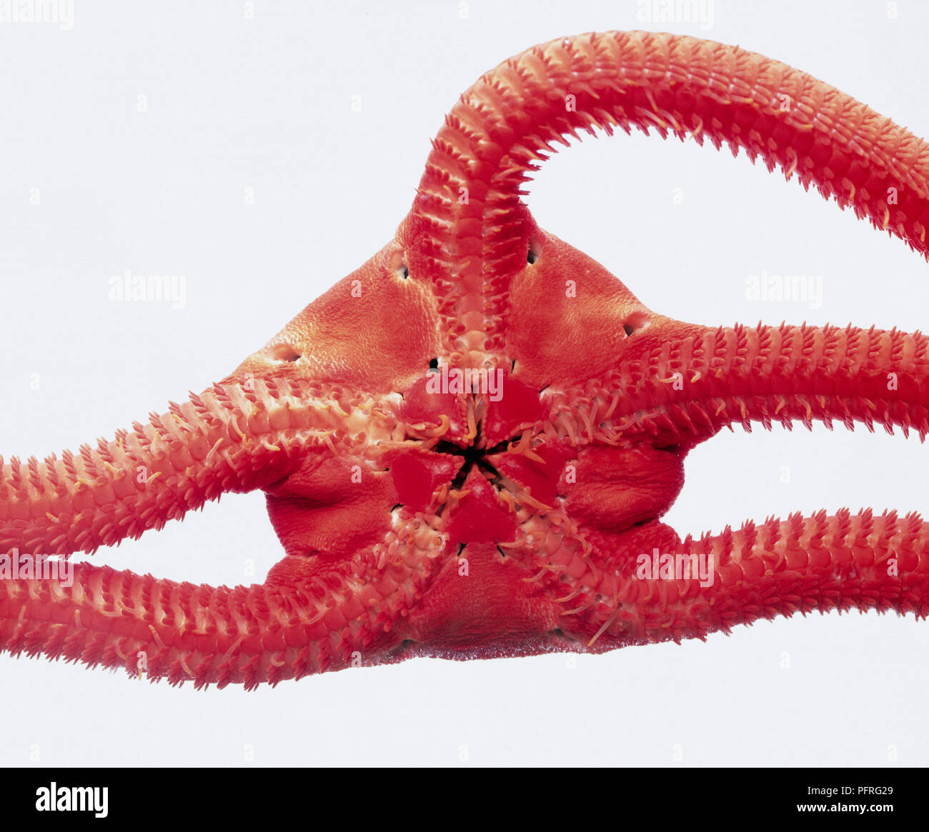 Orange brittle star hires stock photography and images Alamy