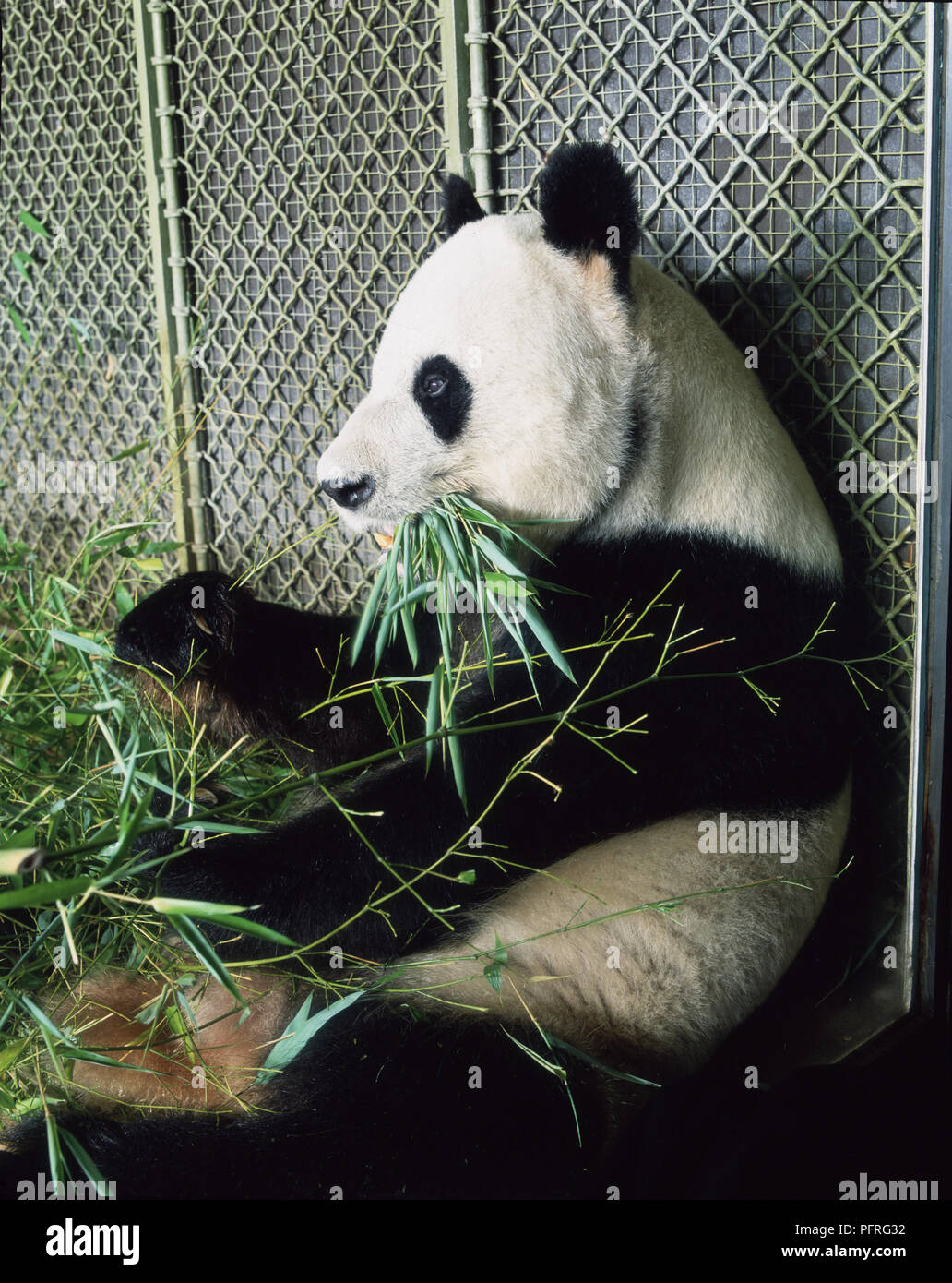 Giant Panda Eating Bamboo Shoots Stock Photo - Alamy