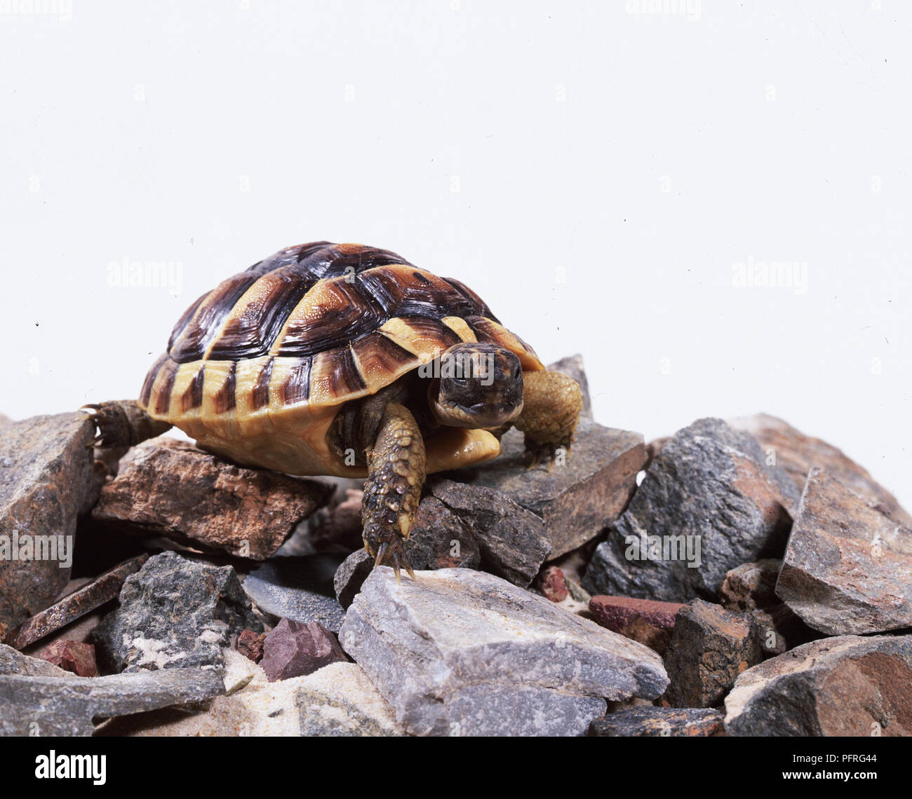 Desert Tortoise (Gopherus agassizii) on rocks Stock Photo