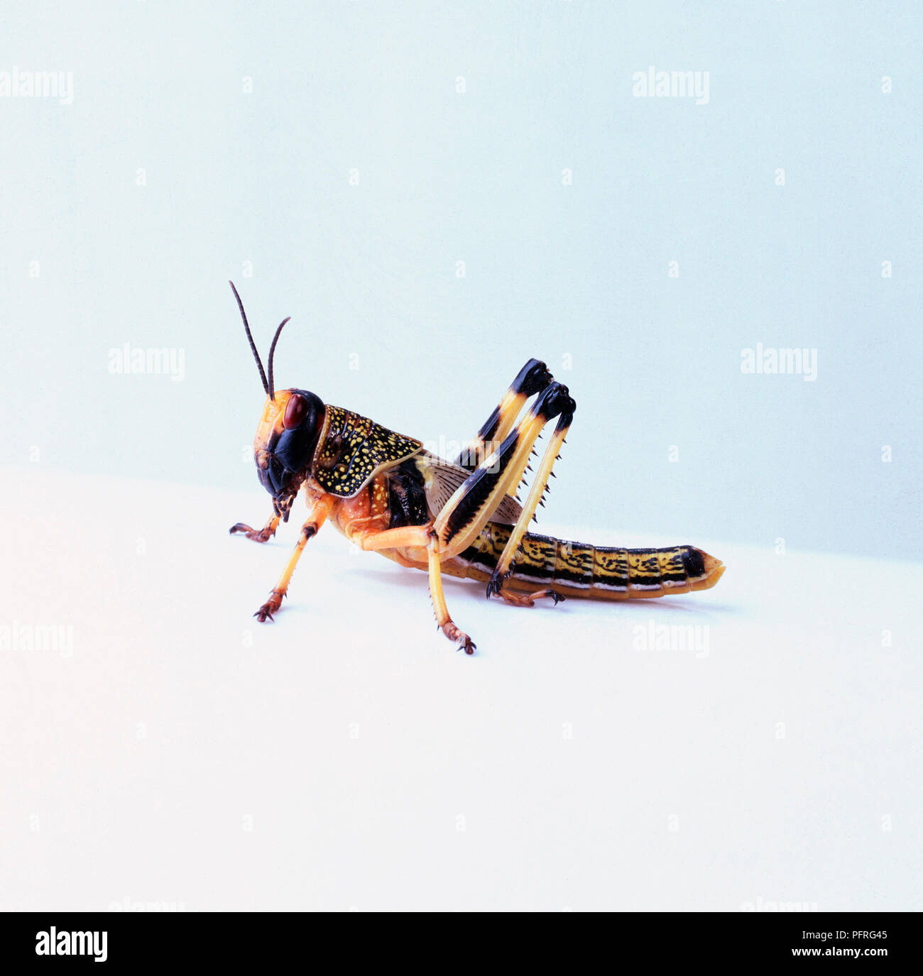 Young Desert Locust (Schistocerca gregaria), side view Stock Photo