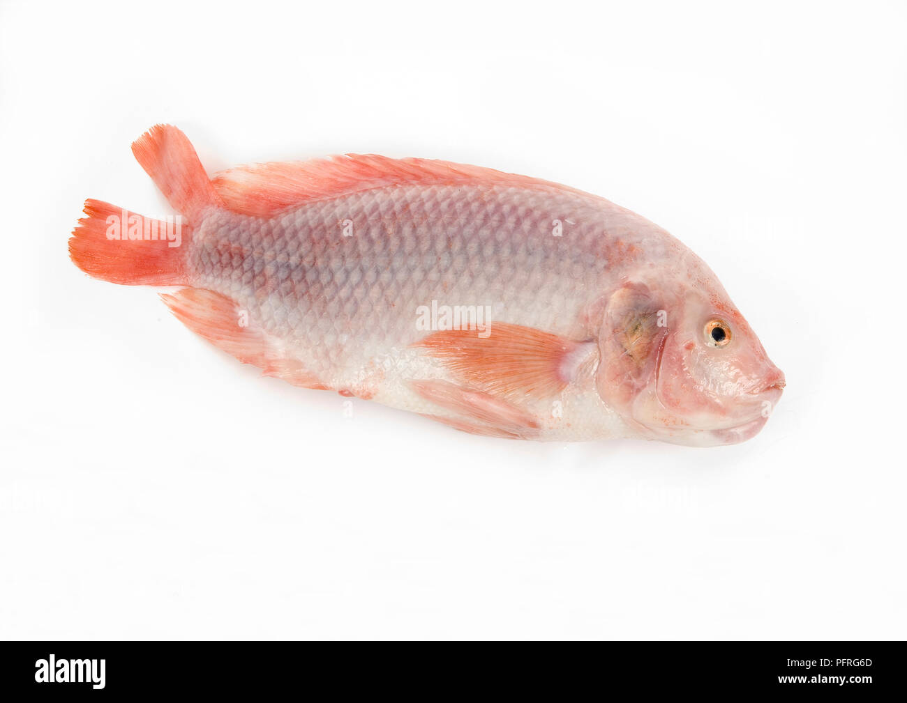 Raw pink Tilapia fish Stock Photo Alamy