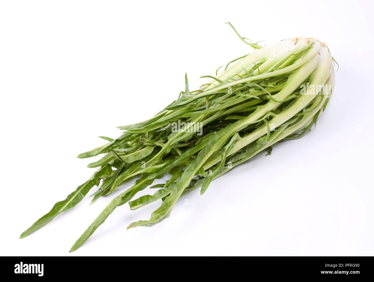 Puntarelle, a type of chicory Stock Photo