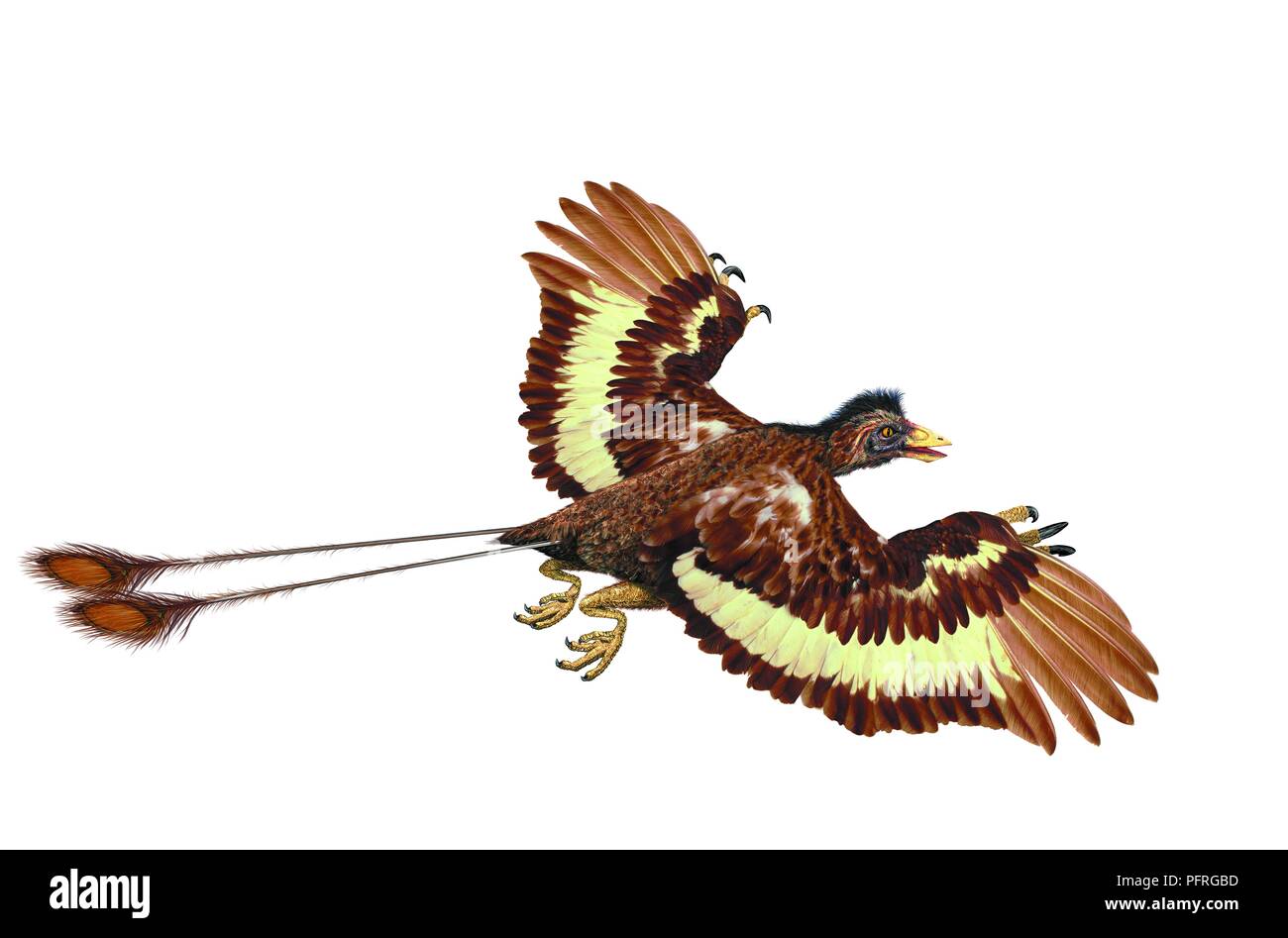 Confuciusornis, pre-historic bird, early Cretaceous era Stock Photo