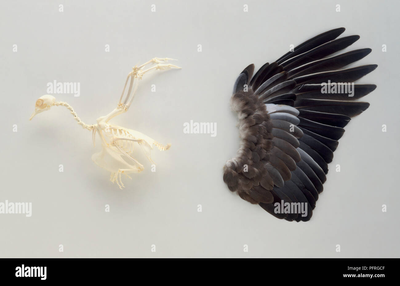 bird wing bone anatomy