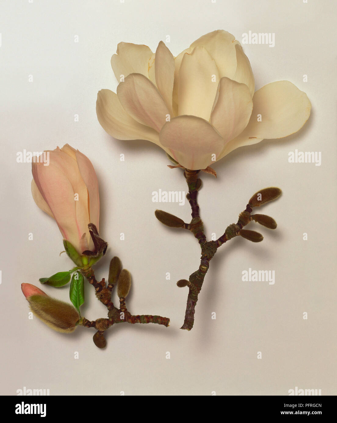 Two magnolia flowers on branch One large magnolia flower is open with a  second closed flower beside it From side Light is Stock Photo - Alamy