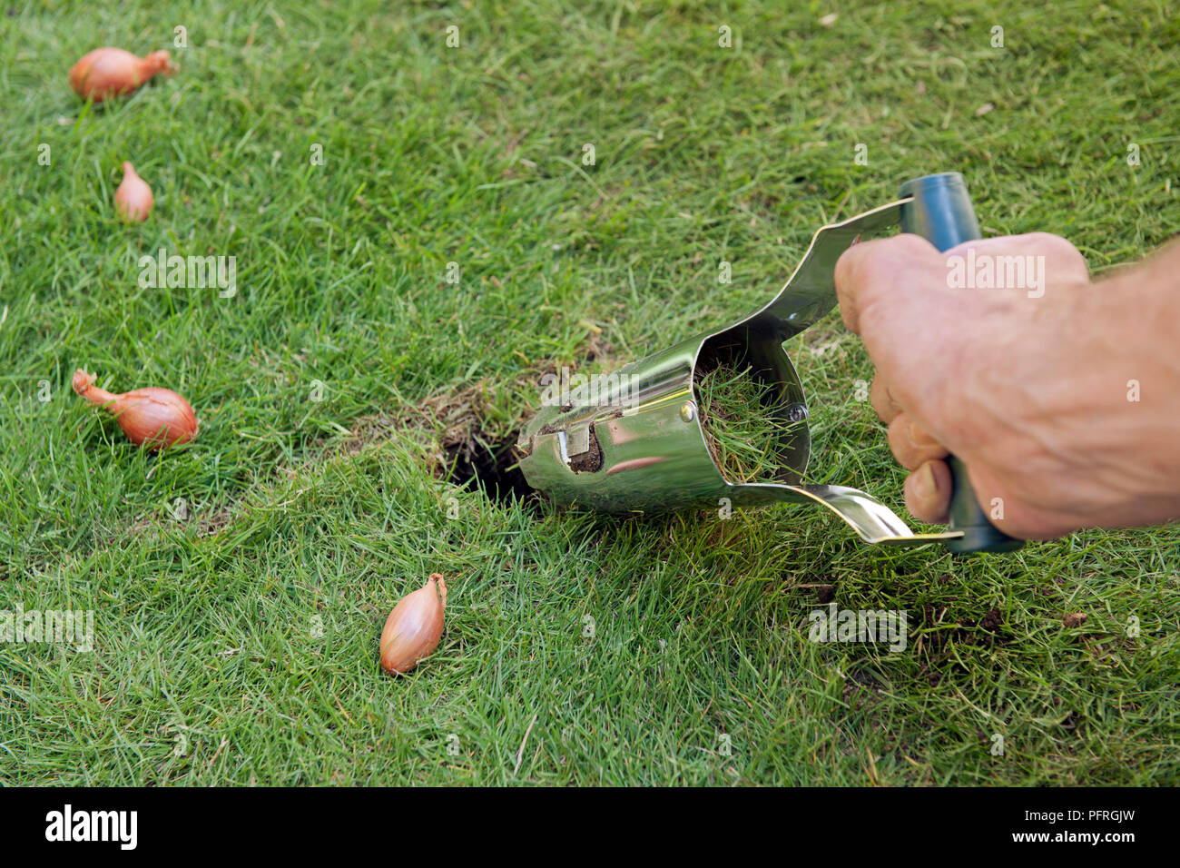 Using bulb planter on a lawn, close-up Stock Photo