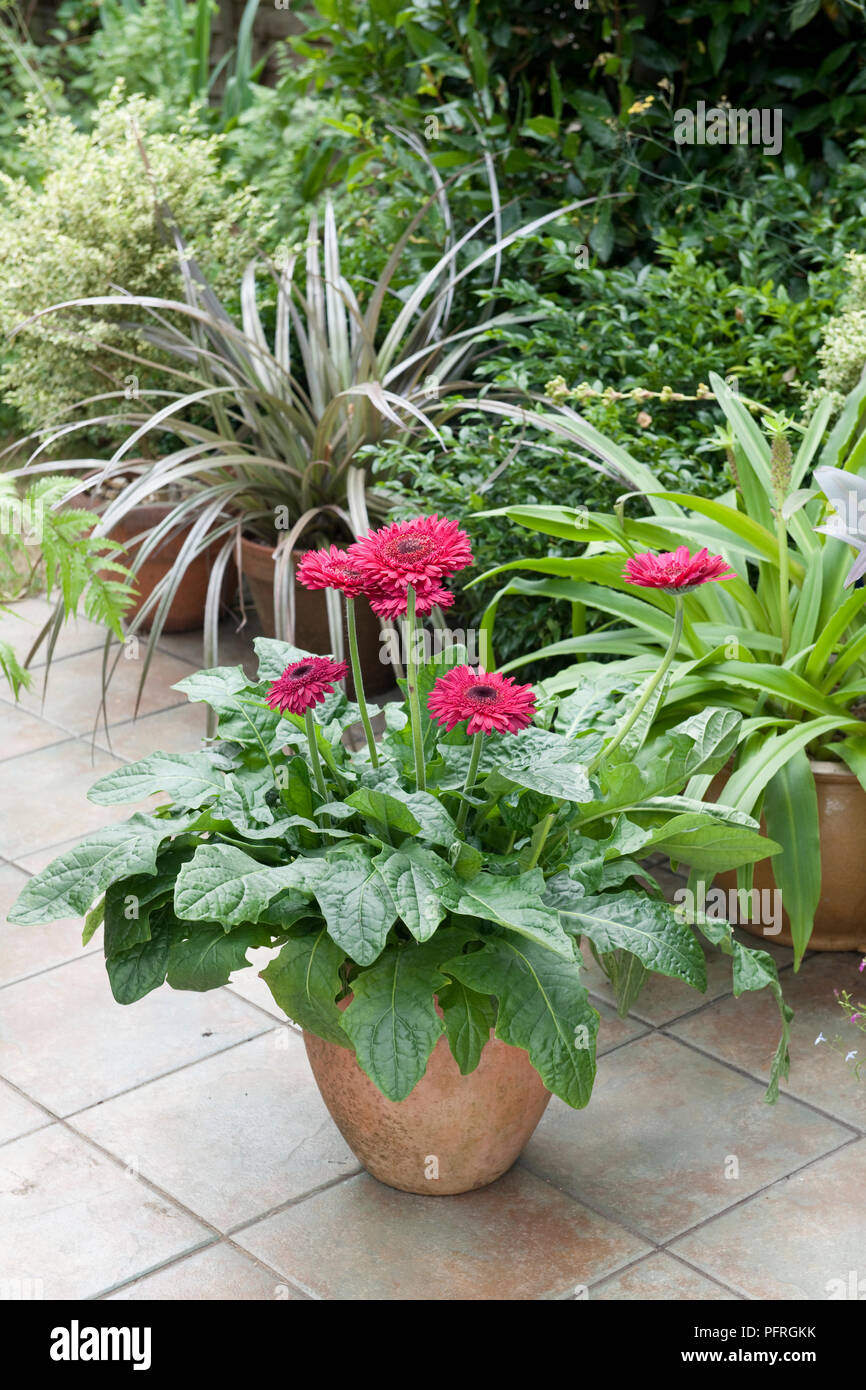 Gerbera 'Mount Rushmore' and bronze form of Astelia nervosa in terracotta plant pots on patio Stock Photo